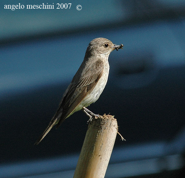 Pigliamosche Muscicapa striata. Un ritratto.